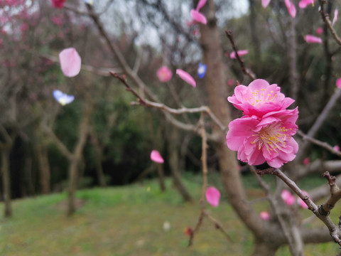 樱花花瓣飘落