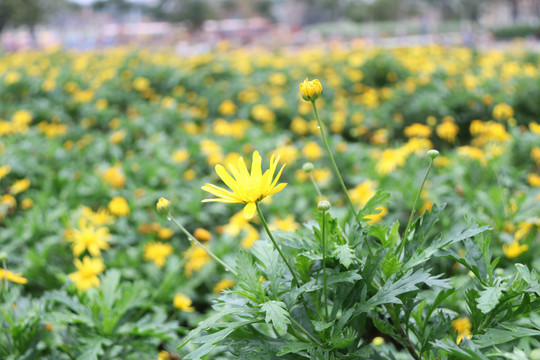 小菊花