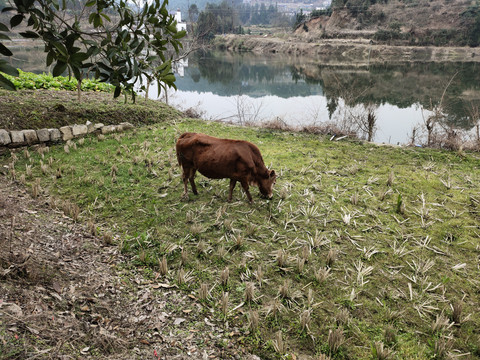 黄牛在田里吃草