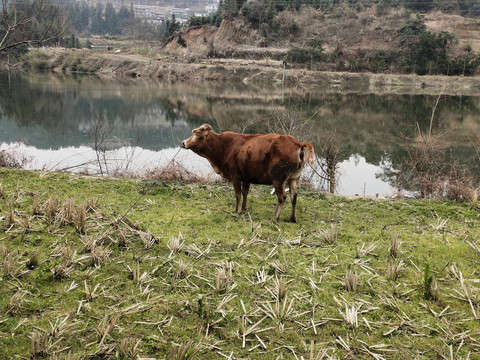 黄牛