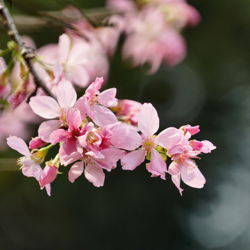 樱花