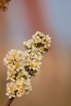 蜜蜂采桃花