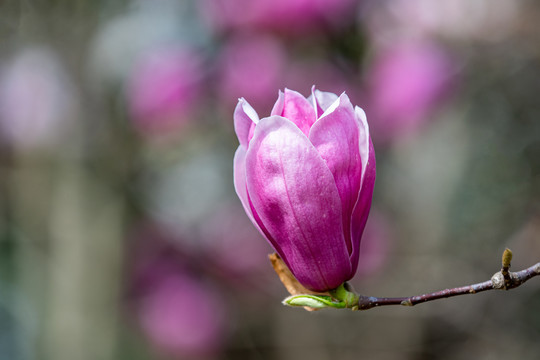 玉兰花开