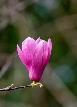 玉兰花开