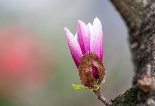 玉兰花开