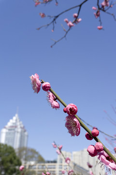 春季公园里盛开的梅花