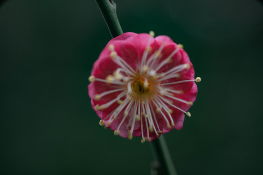 微距樱花