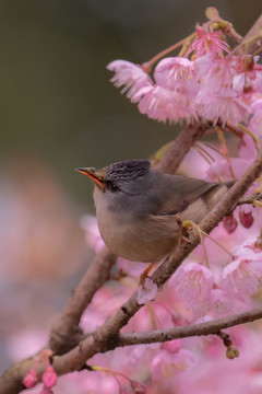 樱花上的小鸟