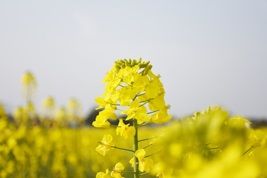 油菜花特写