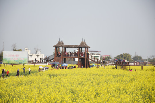 油菜花旅游