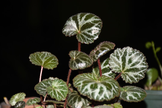 虎耳草