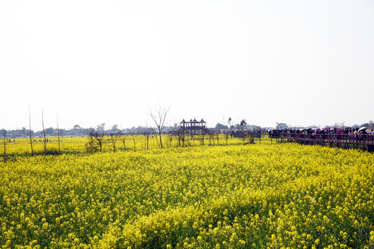 油菜花旅游