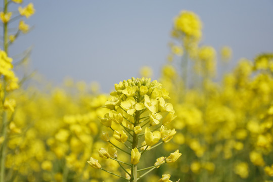 高清油菜花