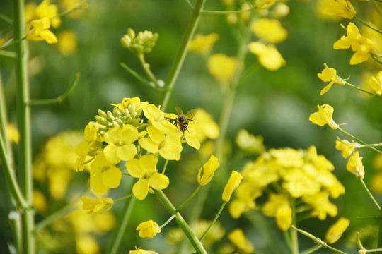 油菜花