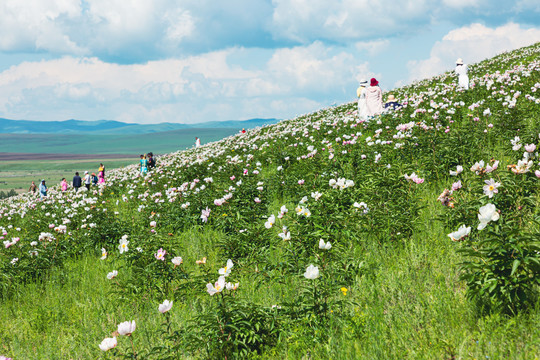 夏季草原山坡芍药花海游人