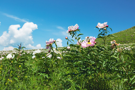 野生芍药花蓝天白云