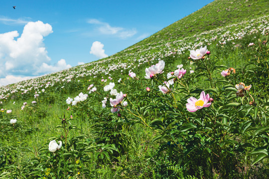 野生芍药坡