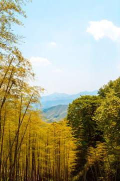 竹林竹海