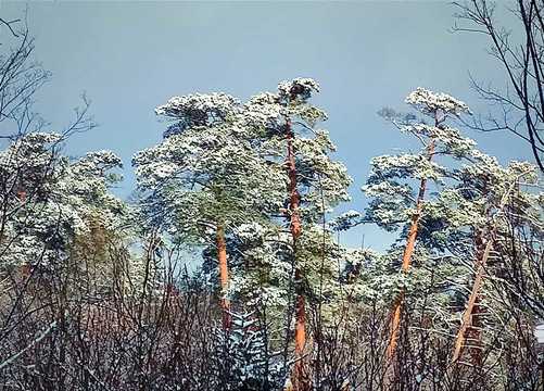 风雪美人松