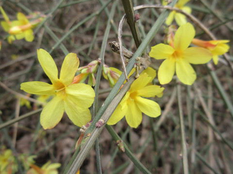 迎春花