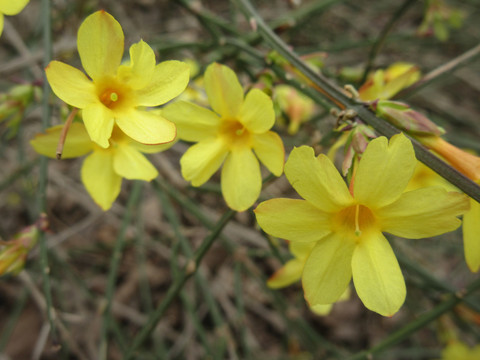 小黄花