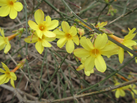 小黄花