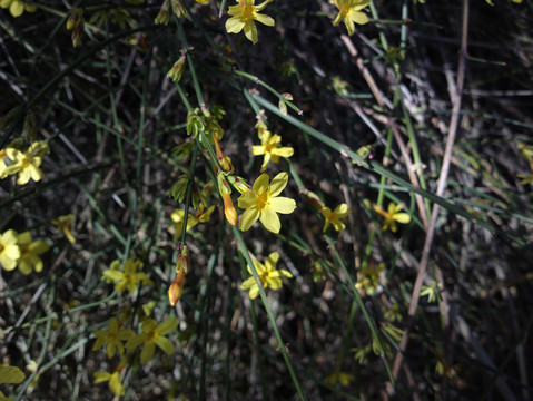 迎春花