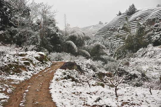 北苑御焙遗址茶园雪景