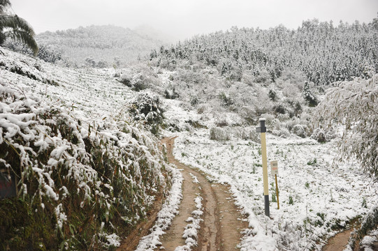 北苑贡茶凿字岩摩崖茶园雪景