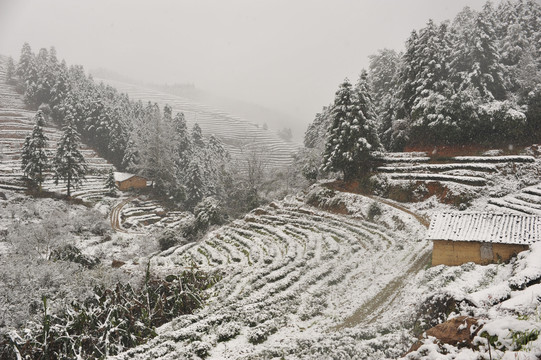 北苑贡茶遗址茶园雪景