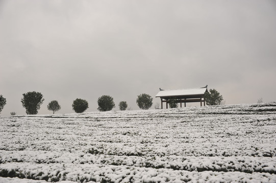 北苑金盘山生态茶园雪景