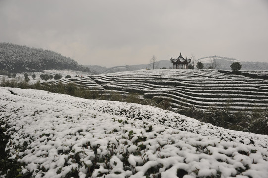 北苑金盘山生态茶园雪景