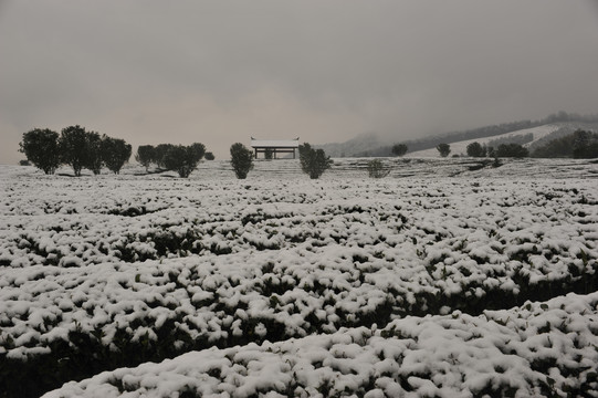 北苑金盘山生态茶园雪景