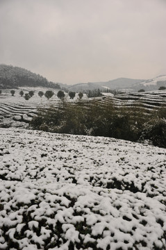 北苑金盘山生态茶园雪景