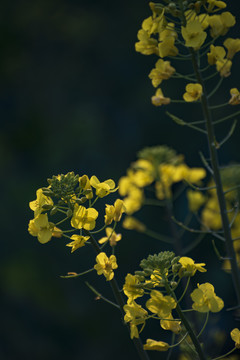 油菜花