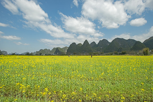 阳朔遇龙河油菜花