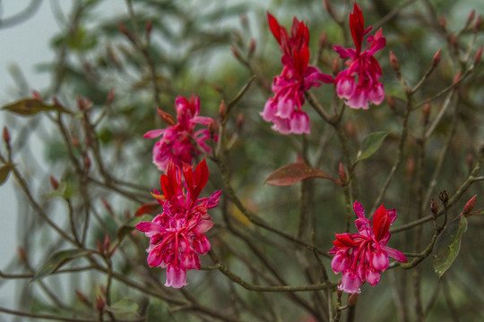 吊钟花特写