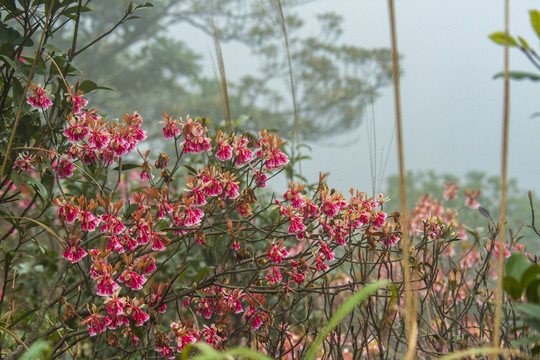 山花烂漫