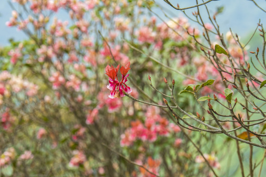 吊钟花