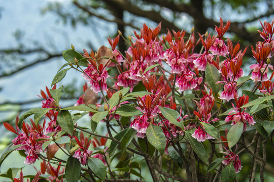 灯笼花