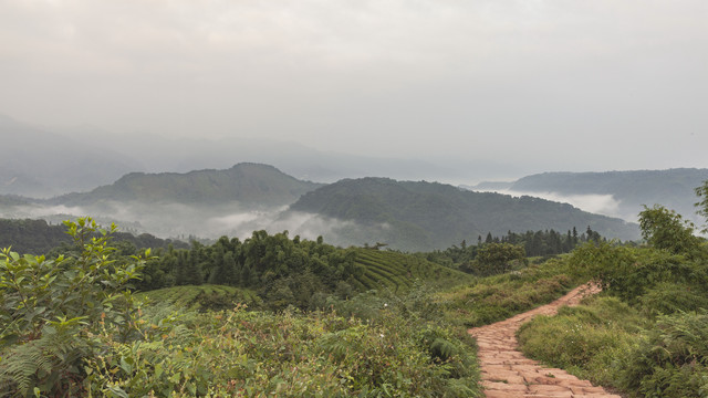 龙华古镇茶山风光