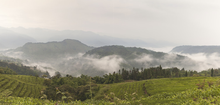 龙华古镇茶山风光