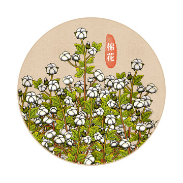 手繪棉花植物插畫