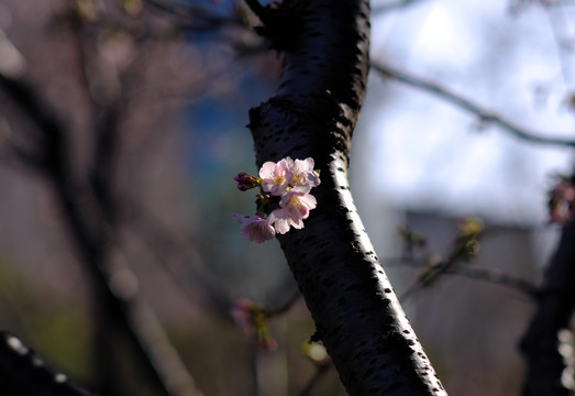 早樱樱花