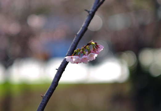 早樱樱花