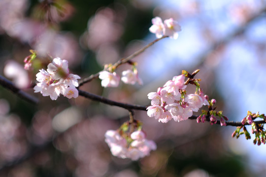 早樱樱花