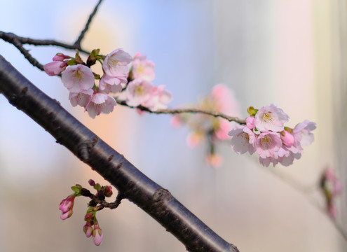 早樱樱花