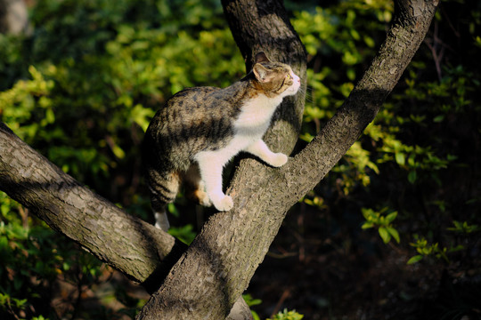 爬树的猫