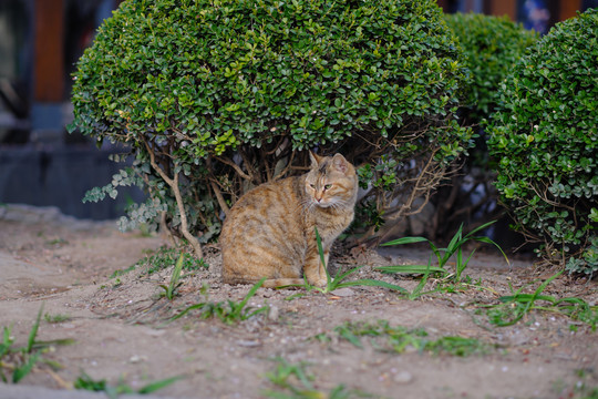 猫咪