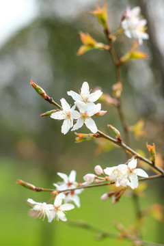 樱花